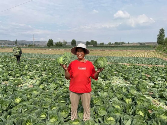《唐山劳动日报》报道w88win官网蔬菜遗传育种与生物技术团队研究成果